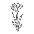 Crocus flower sketch vector illustration