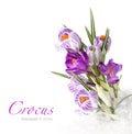 Crocus flower in snow Royalty Free Stock Photo