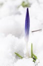 Crocus flower in the snow; Crocus scepusiensis; early spring, Europe Royalty Free Stock Photo