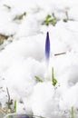 Crocus flower in the snow; Crocus scepusiensis; early spring, Europe Royalty Free Stock Photo