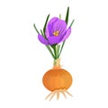 Crocus flower spice isolated on white background. Saffron crocus, bulb flower. Royalty Free Stock Photo