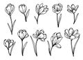 Crocus flower spring primroses set outline black white sketch illustration. Royalty Free Stock Photo