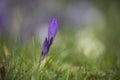 Crocus flower in springtime grass , Cornwall, UK