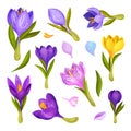 Crocus Flower on Stalk Isolated on White Background Vector Set