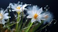 Meticulous Fantasy: Photorealistic Macro Of White Flowers With Water Drops Royalty Free Stock Photo