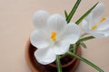 Crocus flower with water drops Royalty Free Stock Photo