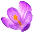 Crocus flower in water drops isolated on white background, fresh spring flower Royalty Free Stock Photo