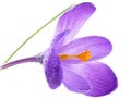 Crocus flower with water drops isolated on white background. Purple spring crocus flower Royalty Free Stock Photo