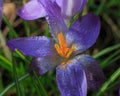 Crocus flower with water drops Royalty Free Stock Photo