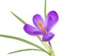 Crocus flower with water drops on white background. Purple spring crocus flower Royalty Free Stock Photo