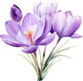 Crocus Flower Watercolor ?lipart