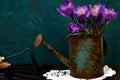 Crocus flower in watering pot. Spring, Gardening tools Royalty Free Stock Photo