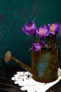 Crocus flower in watering pot. Spring, Gardening tools Royalty Free Stock Photo