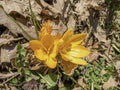 Crocus flower in yellow. Royalty Free Stock Photo