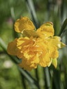 Crocus flower in yellow. Royalty Free Stock Photo