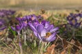 Crocus Flowering. Honey Bee Collecting Pollen From Crocus Blossom Royalty Free Stock Photo