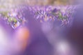 Crocus Flowering. Meadow Of Beautiful Purple Crocus Flowers On A Spring Lawn Royalty Free Stock Photo