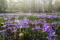 Crocus Flowering. Meadow Of Beautiful Purple Crocus Flowers On A Spring Lawn Royalty Free Stock Photo