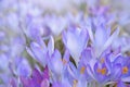 Crocus Flowering. Meadow Of Beautiful Purple Crocus Flowers On A Spring Lawn Royalty Free Stock Photo