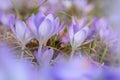 Crocus Flowering. Meadow Of Beautiful Purple Crocus Flowers On A Spring Lawn Royalty Free Stock Photo