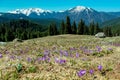 Crocus flowering plant, spring violet flower saffron in Carpathian mountains Royalty Free Stock Photo