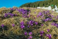 Crocus flowering plant, spring violet flower saffron Royalty Free Stock Photo