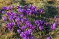 Crocus flowering plant, spring violet flower saffron Royalty Free Stock Photo