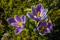 Three violet crocus flowers Royalty Free Stock Photo