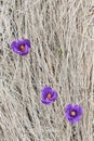 Crocus flowers