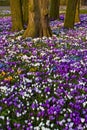 Crocus flowers