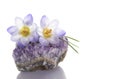 Crocus flowers on amethyst cluster Royalty Free Stock Photo