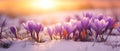 Crocus Flowers Bathed in Golden Sunset Light on a Snowy Field.