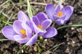Crocus. Royalty Free Stock Photo
