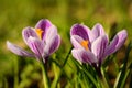 Crocus flowers bloom in the field early spring Royalty Free Stock Photo
