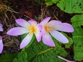 Crocus flowers bloom in the fields. Beautiful flowers grow in beautiful Royalty Free Stock Photo