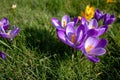 Purple and yellow crocus flowers in bloom at an angle Royalty Free Stock Photo