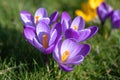 Free Stock Photo 7905 Purple crocus flowers | freeimageslive