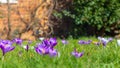 Crocus flowers in bloom with a blurred red brick wall in the background Royalty Free Stock Photo