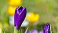 Crocus flowers, blue, closed - detail macro shot