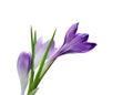 Crocus flowers and Bud Royalty Free Stock Photo