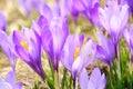 Crocus flowers close up Royalty Free Stock Photo