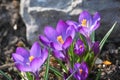 Crocus flowers Royalty Free Stock Photo