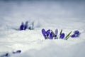 Crocus Flowers Covered in Snow