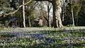 Winter Crocus in a Wooded Area in Kew Gardens London Uk