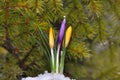 Crocus Flowers Royalty Free Stock Photo