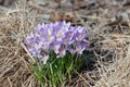 Crocus flowers an early spring. Purple saffron flower petals with orange stigma Royalty Free Stock Photo