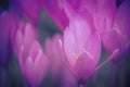 crocus flowers fields Royalty Free Stock Photo