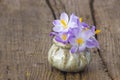 Crocus flowers - fresh spring flowers