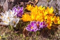 Crocus flowers full opening. White  yellow violet blooming.  Primroses in the garden. Natural  beautiful spring background Royalty Free Stock Photo