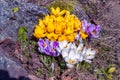 Crocus flowers full opening. White  yellow violet blooming.  Primroses in the garden. Natural  beautiful spring background Royalty Free Stock Photo